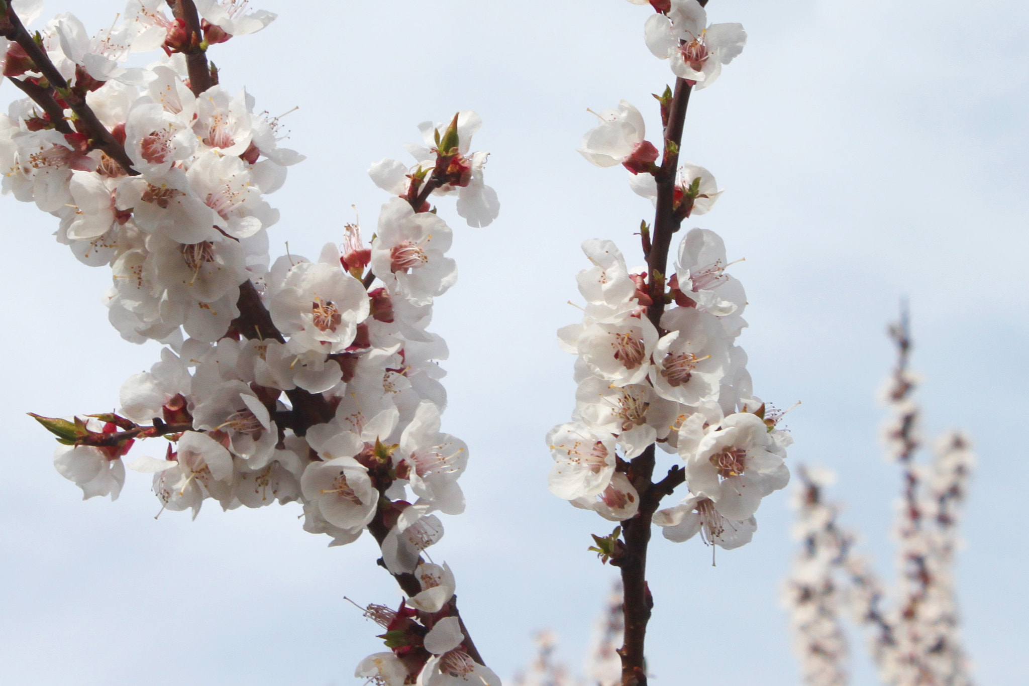 Canon EOS 500D (EOS Rebel T1i / EOS Kiss X3) sample photo. Spring blossom photography