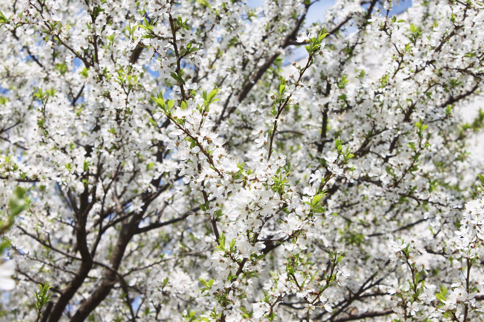 Canon EOS 500D (EOS Rebel T1i / EOS Kiss X3) sample photo. Spring blossom photography