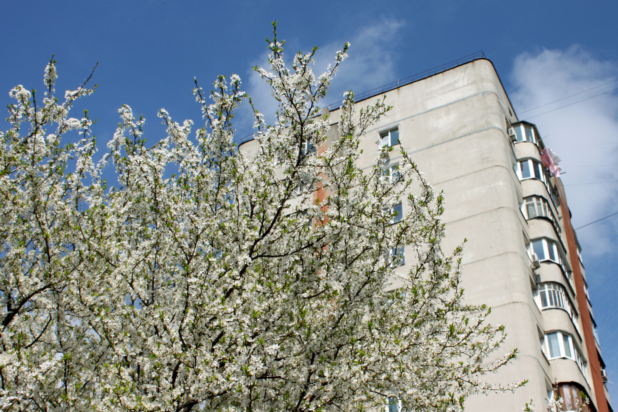 Canon EOS 500D (EOS Rebel T1i / EOS Kiss X3) sample photo. Spring blossom photography