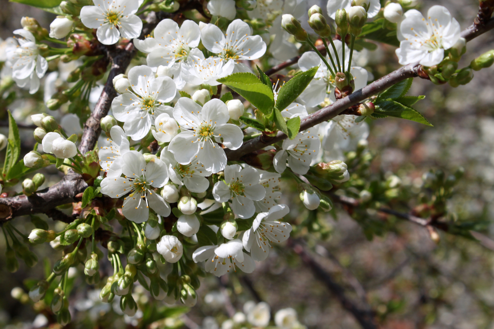 Canon EOS 500D (EOS Rebel T1i / EOS Kiss X3) sample photo. Spring blossom photography