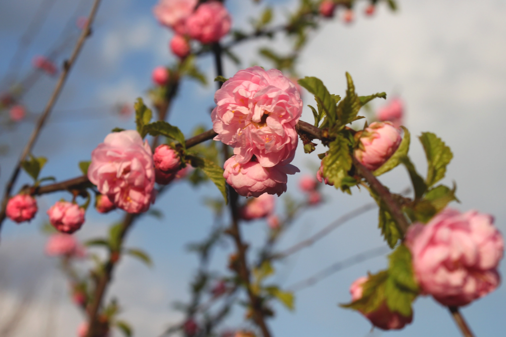 Canon EOS 500D (EOS Rebel T1i / EOS Kiss X3) sample photo. Spring blossom photography