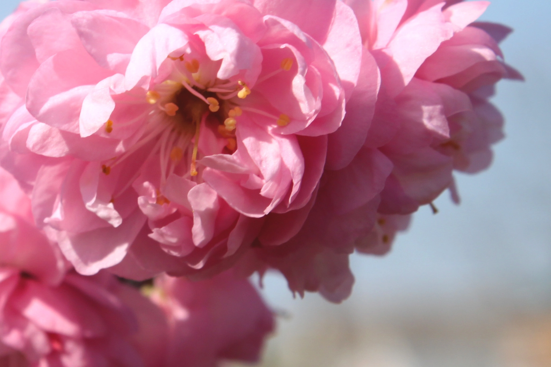 Canon EOS 500D (EOS Rebel T1i / EOS Kiss X3) sample photo. Spring blossom photography