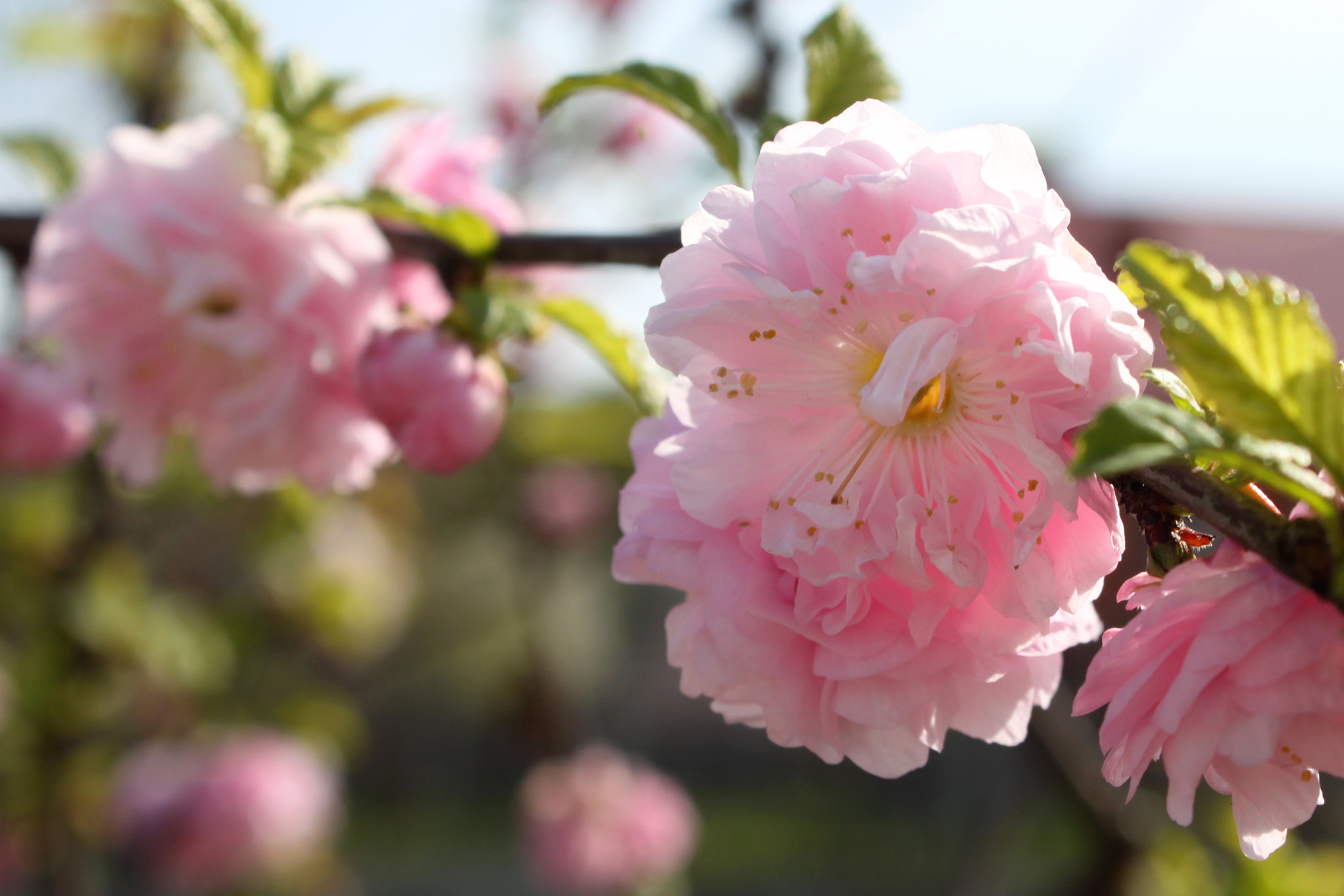 Canon EOS 500D (EOS Rebel T1i / EOS Kiss X3) sample photo. Spring blossom photography