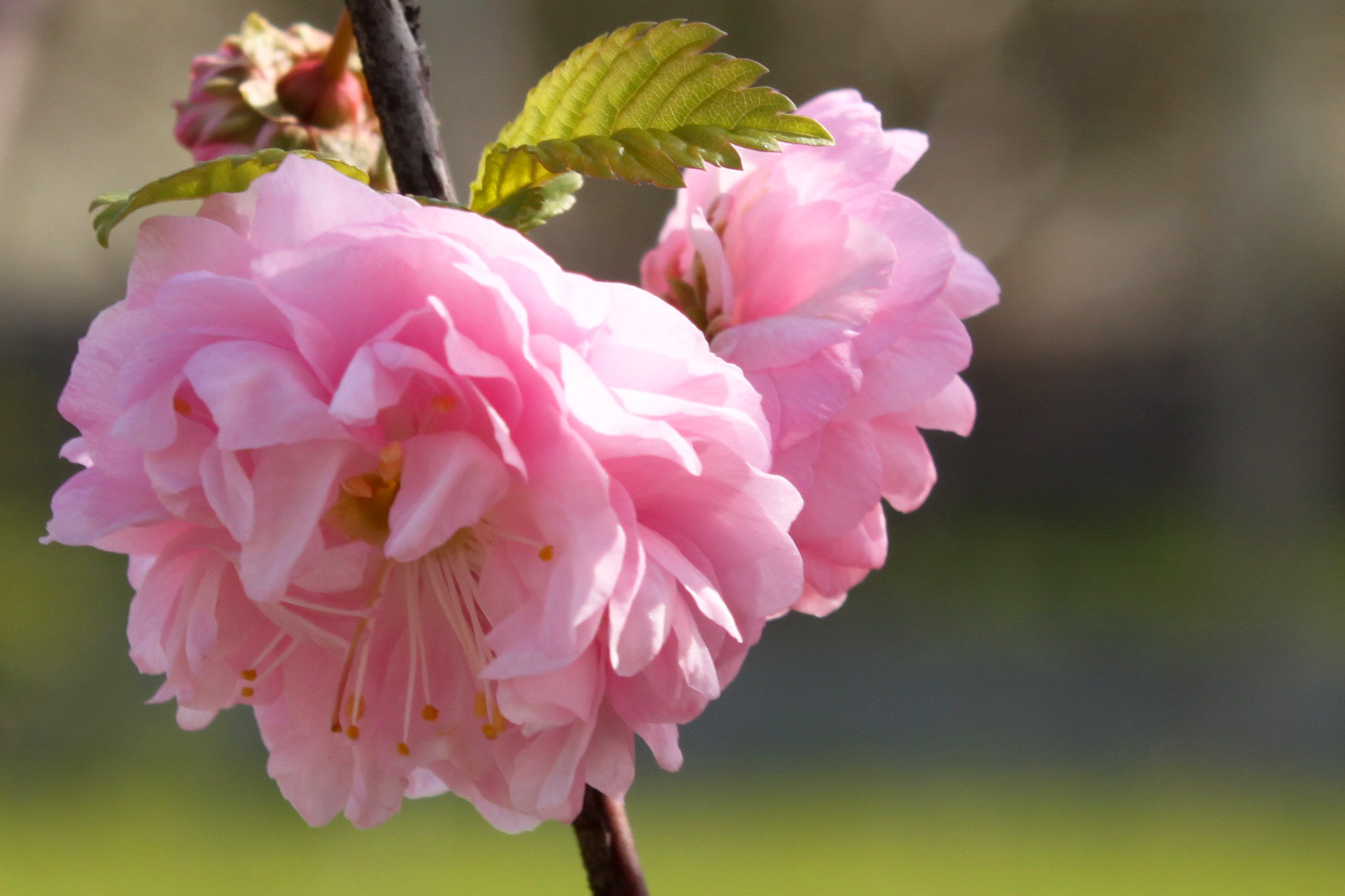 Canon EOS 500D (EOS Rebel T1i / EOS Kiss X3) sample photo. Spring blossom photography