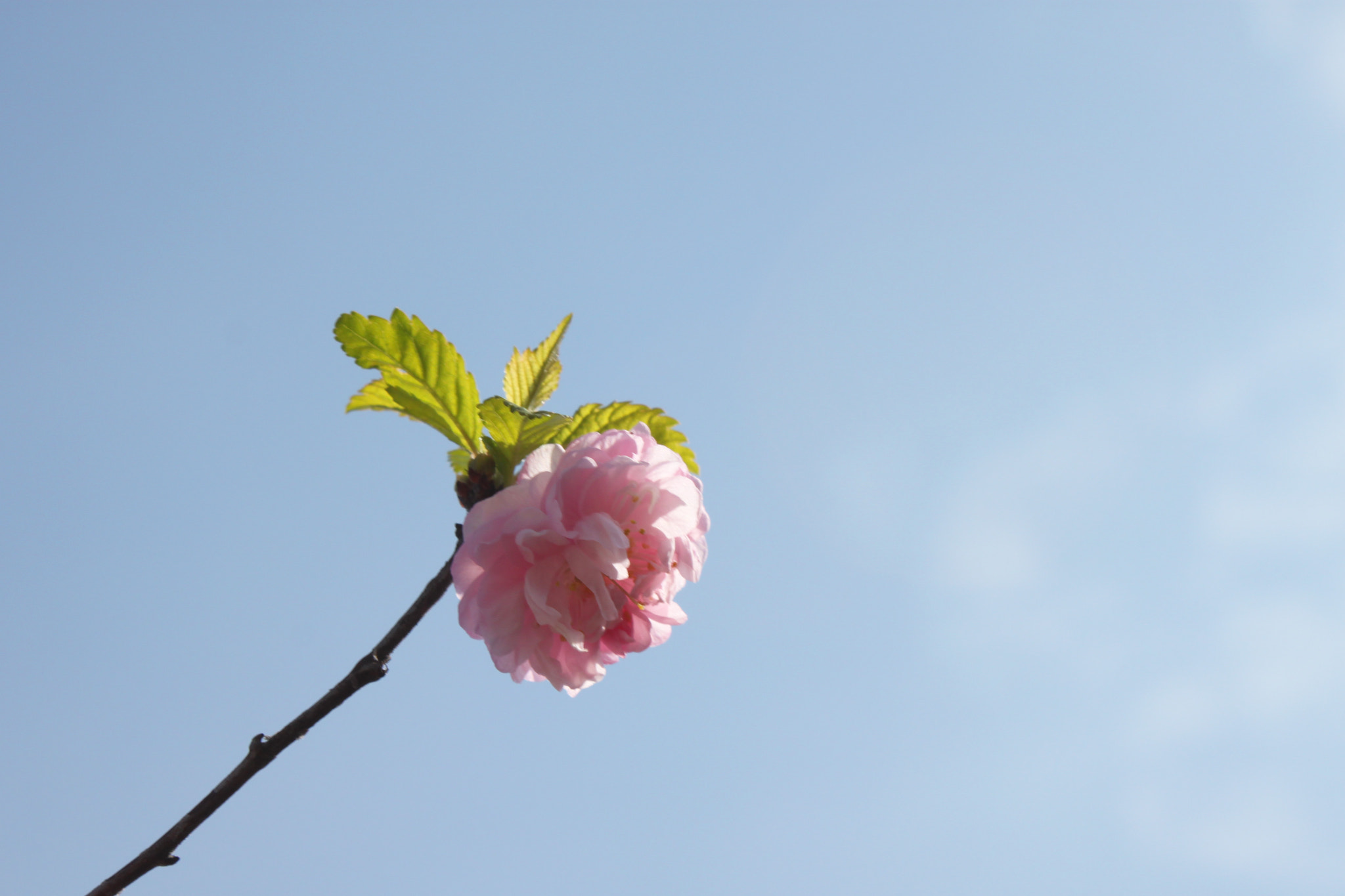 Canon EOS 500D (EOS Rebel T1i / EOS Kiss X3) sample photo. Spring blossom photography