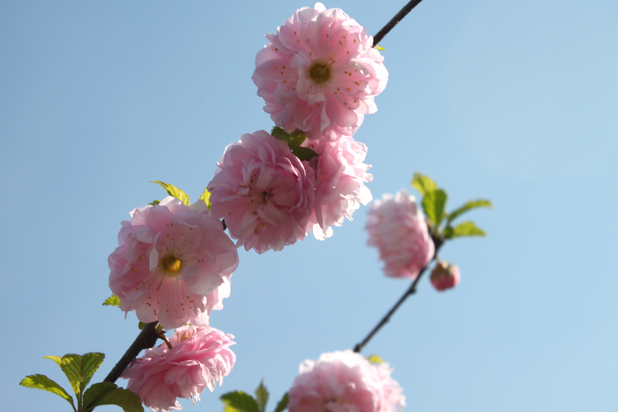 Canon EOS 500D (EOS Rebel T1i / EOS Kiss X3) sample photo. Spring blossom photography