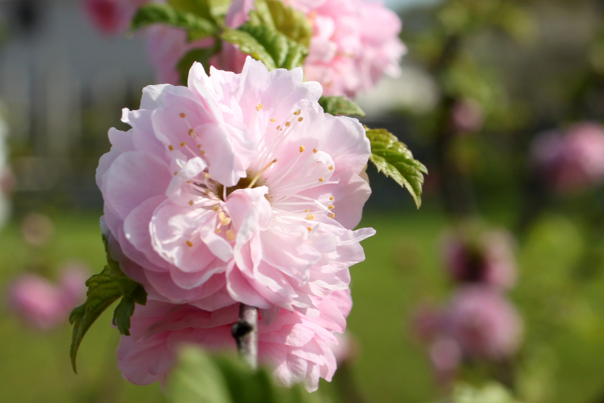Canon EOS 500D (EOS Rebel T1i / EOS Kiss X3) sample photo. Spring blossom photography