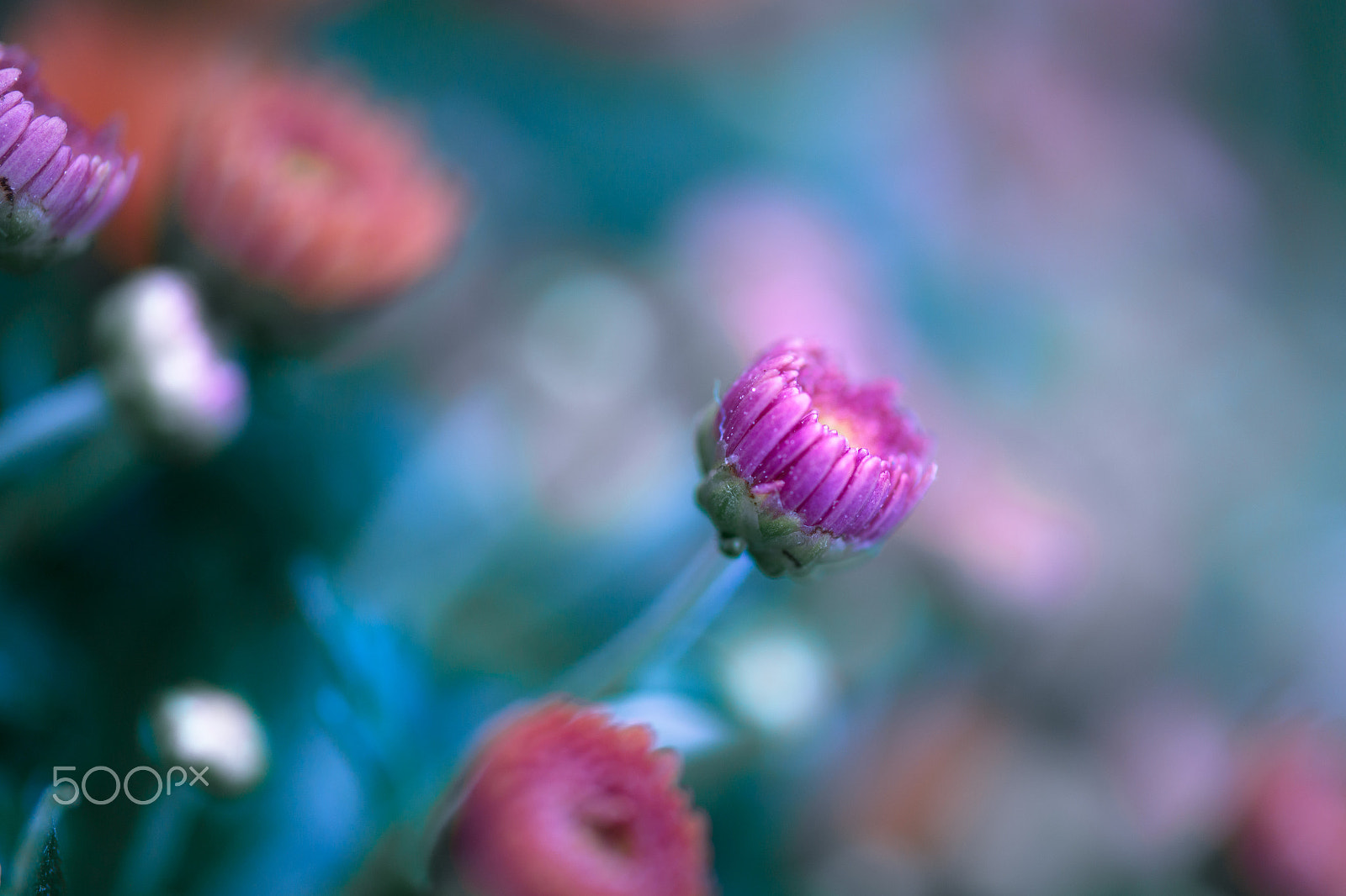 Samsung NX30 + Samsung NX 60mm F2.8 Macro ED OIS SSA sample photo. Individualist photography