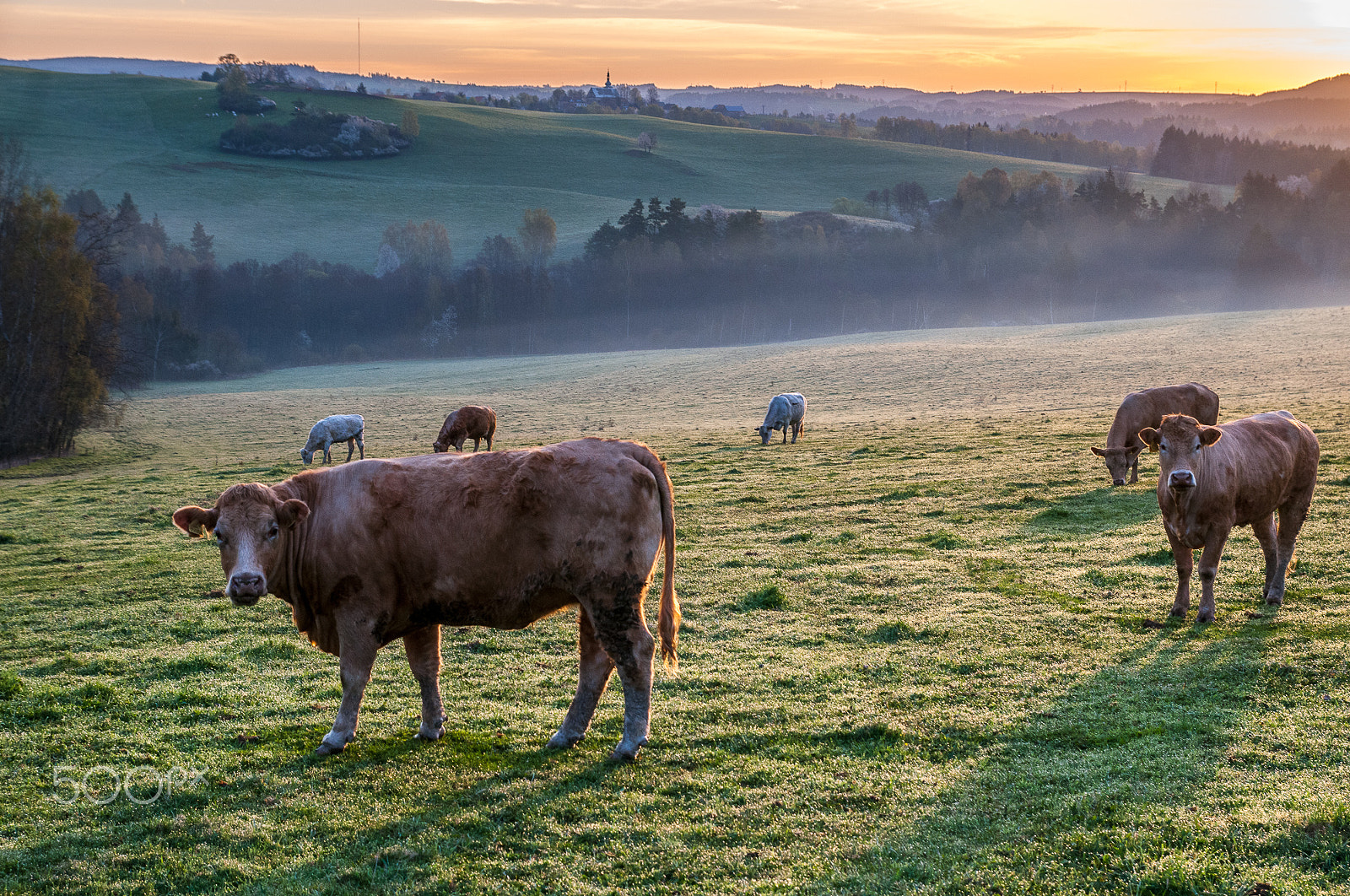 Nikon D300 sample photo. Morning pasture photography
