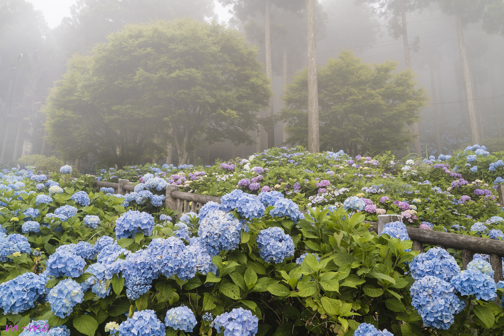 Sony a7S + Sony Distagon T* FE 35mm F1.4 ZA sample photo. Hydrangea photography