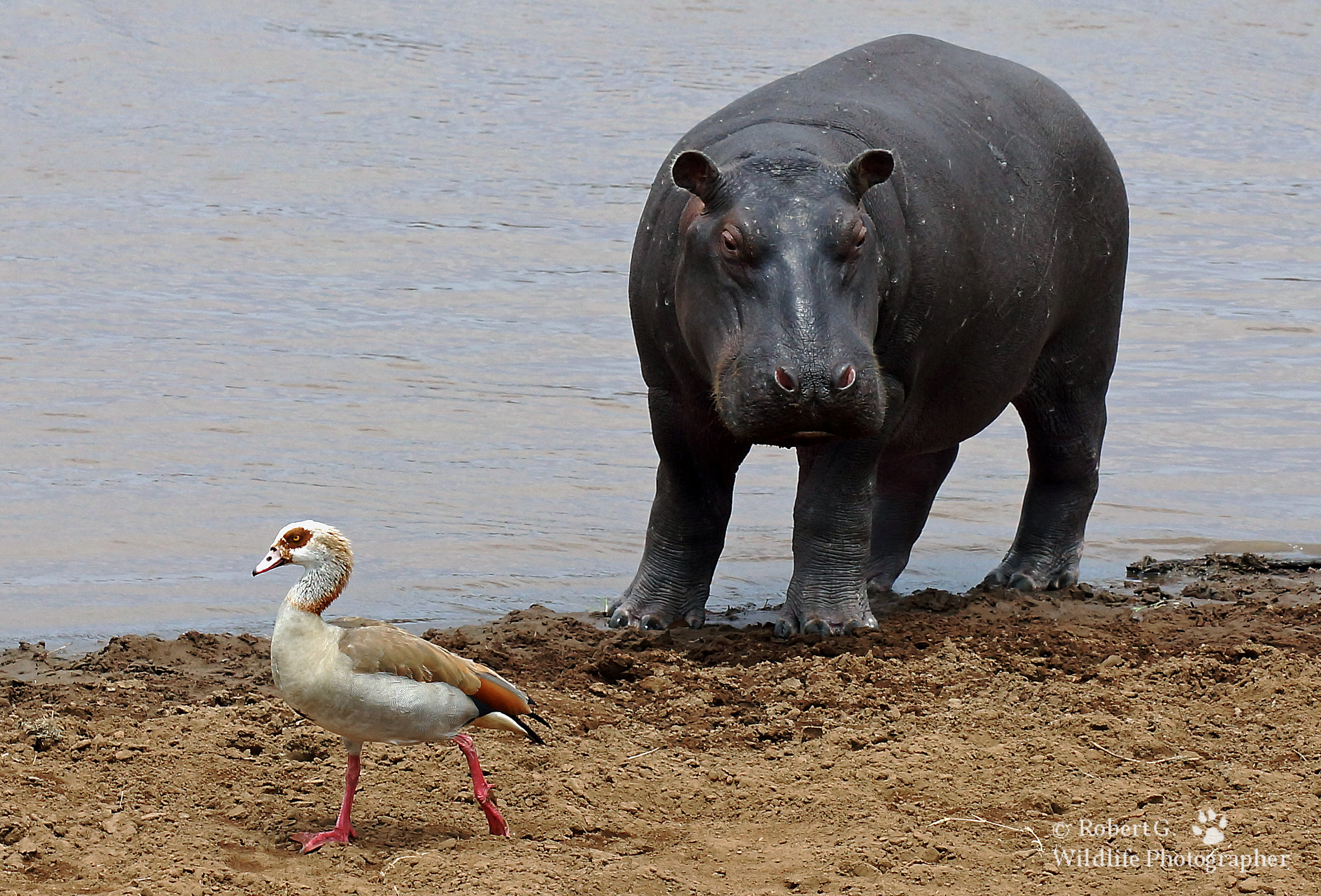 Sony SLT-A77 + Minolta/Sony AF 70-200mm F2.8 G sample photo. Hippo and goose photography