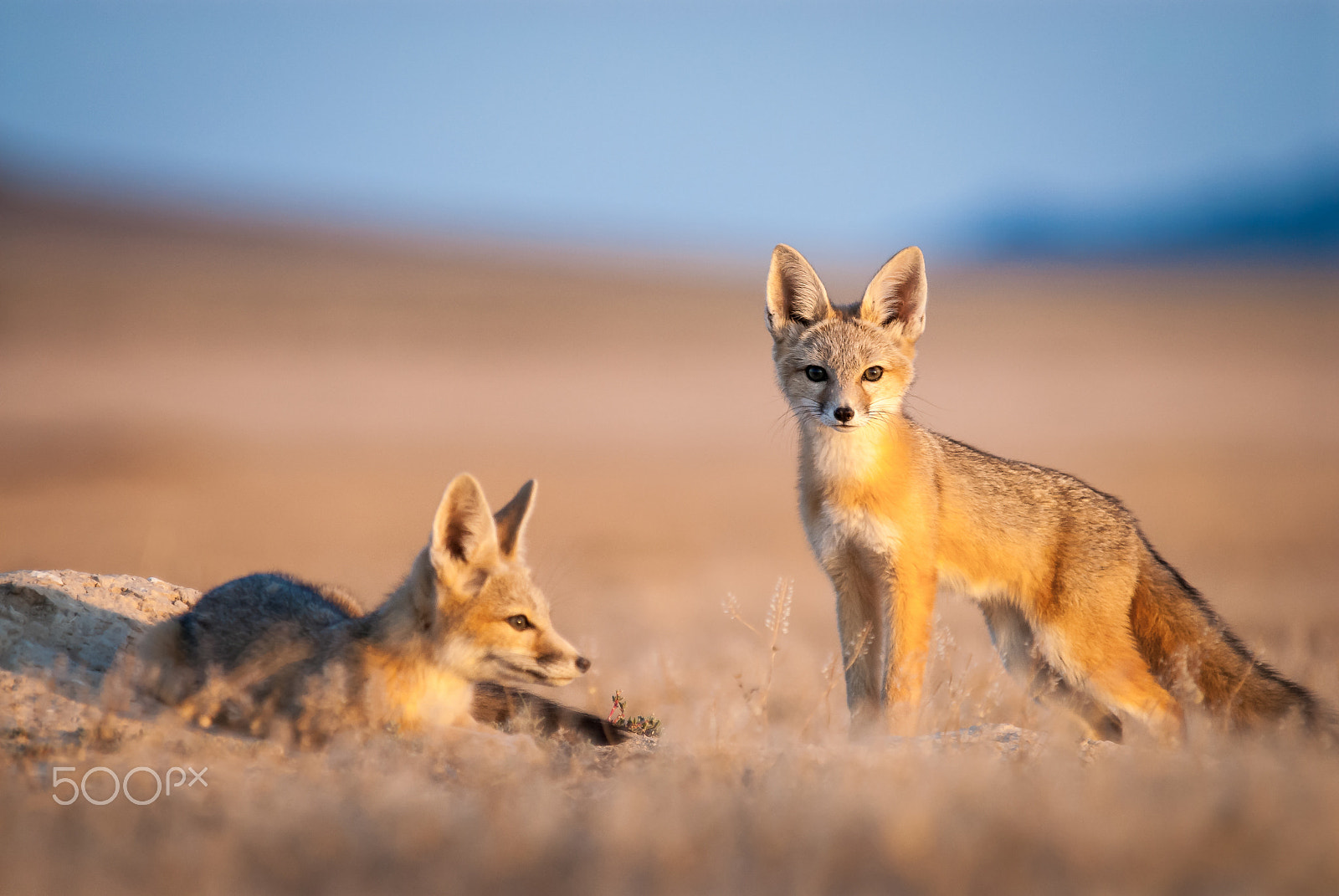 Nikon D200 sample photo. Kit fox siblings photography