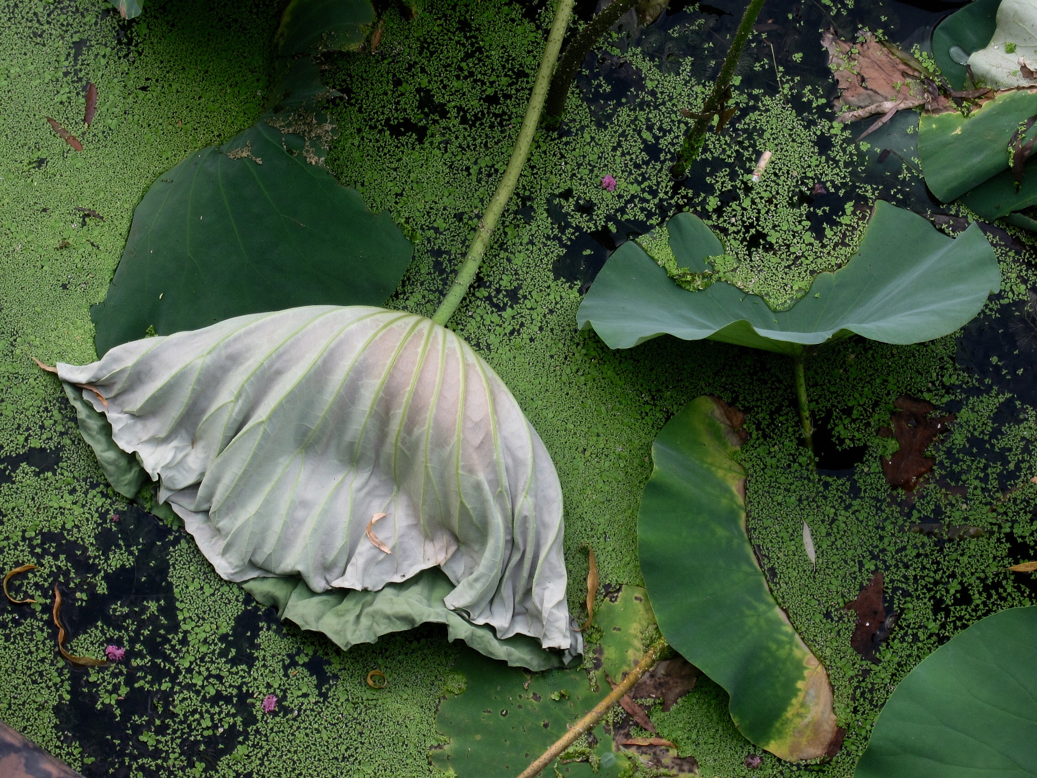 Canon PowerShot SD880 IS (Digital IXUS 870 IS / IXY Digital 920 IS) sample photo. The withered leaf 枯败的荷叶 photography