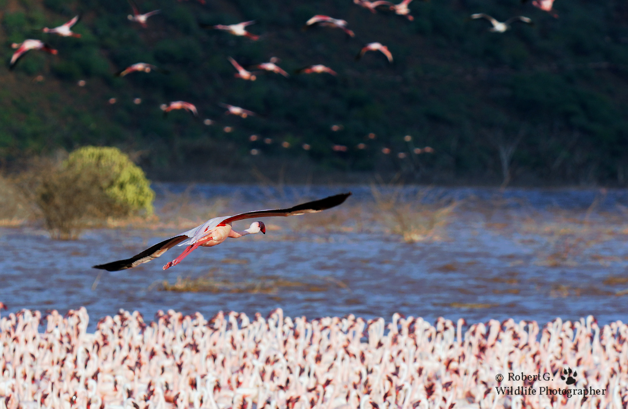 Sony SLT-A77 + Minolta/Sony AF 70-200mm F2.8 G sample photo. Flamingo lake bogoria photography