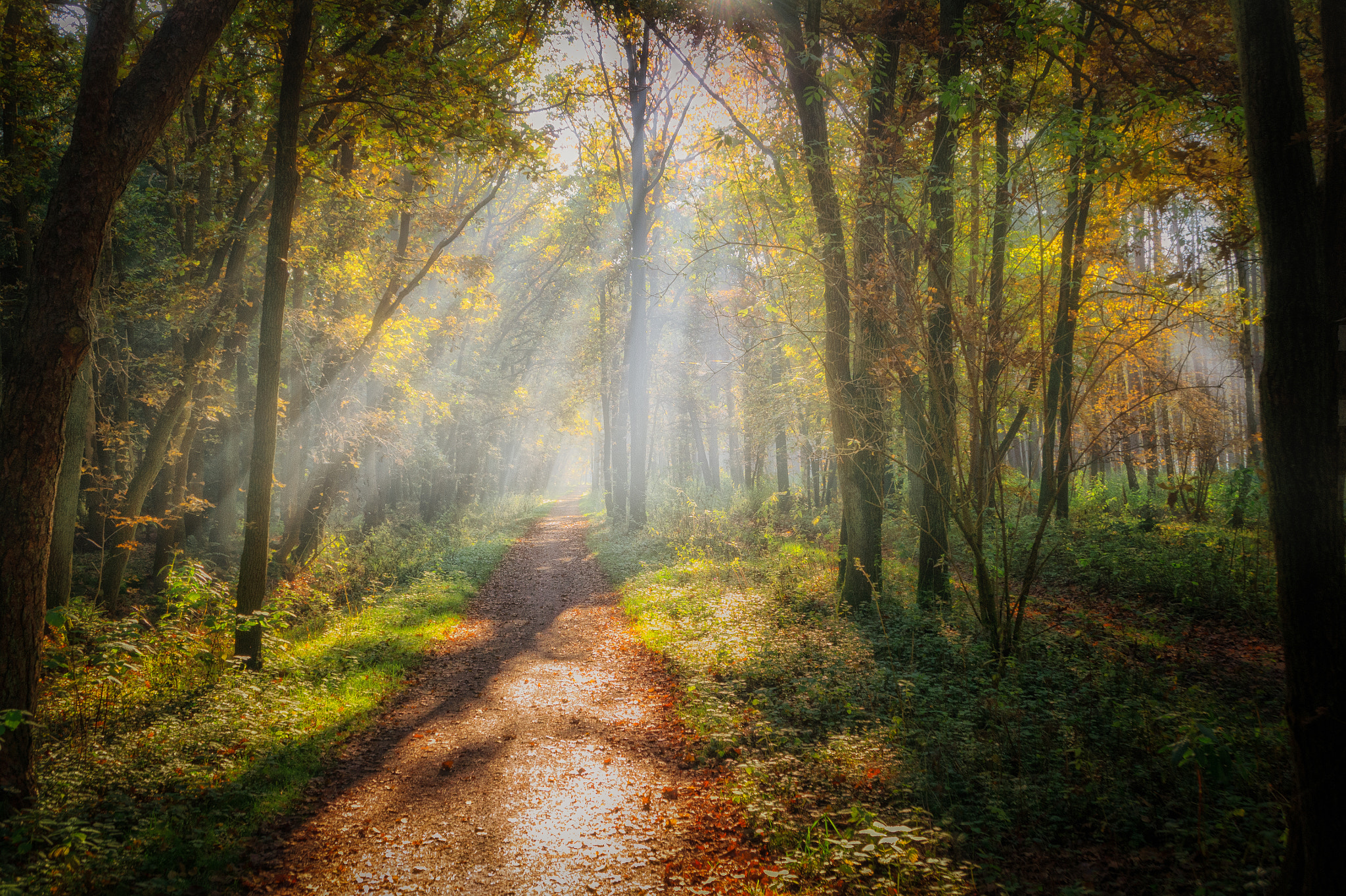 Samsung NX11 sample photo. Sunlight through early morning mist photography