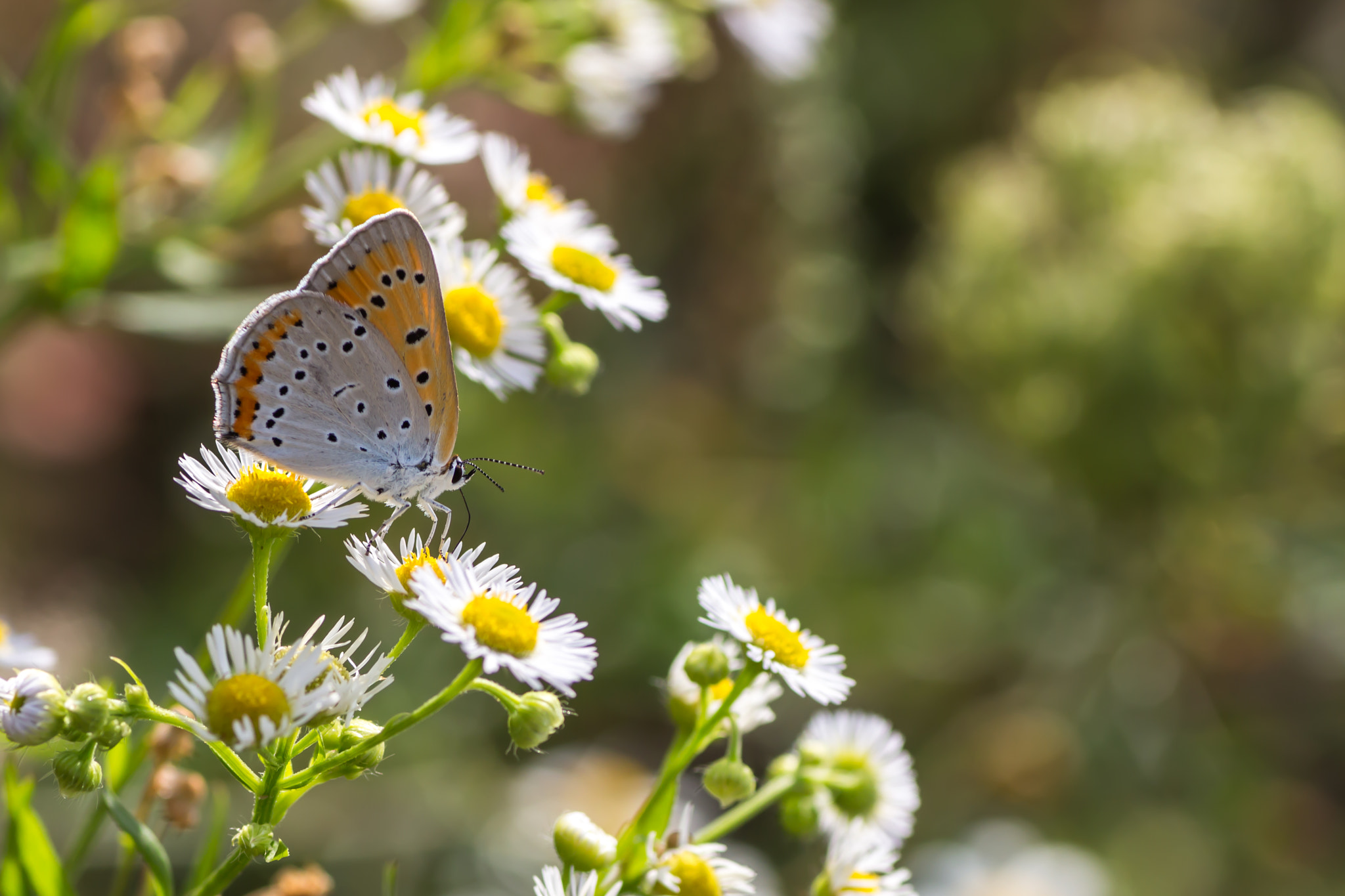 Canon EOS 700D (EOS Rebel T5i / EOS Kiss X7i) + Tamron SP AF 90mm F2.8 Di Macro sample photo. Butterfly photography