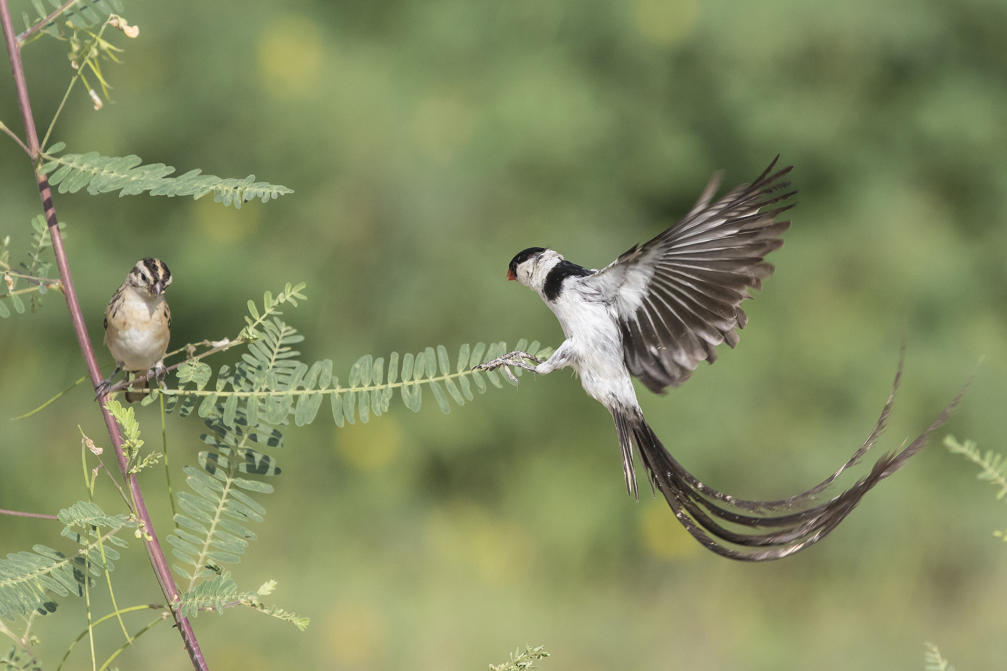 Canon EF 70-200mm F2.8L IS II USM sample photo. Whydah proposing photography