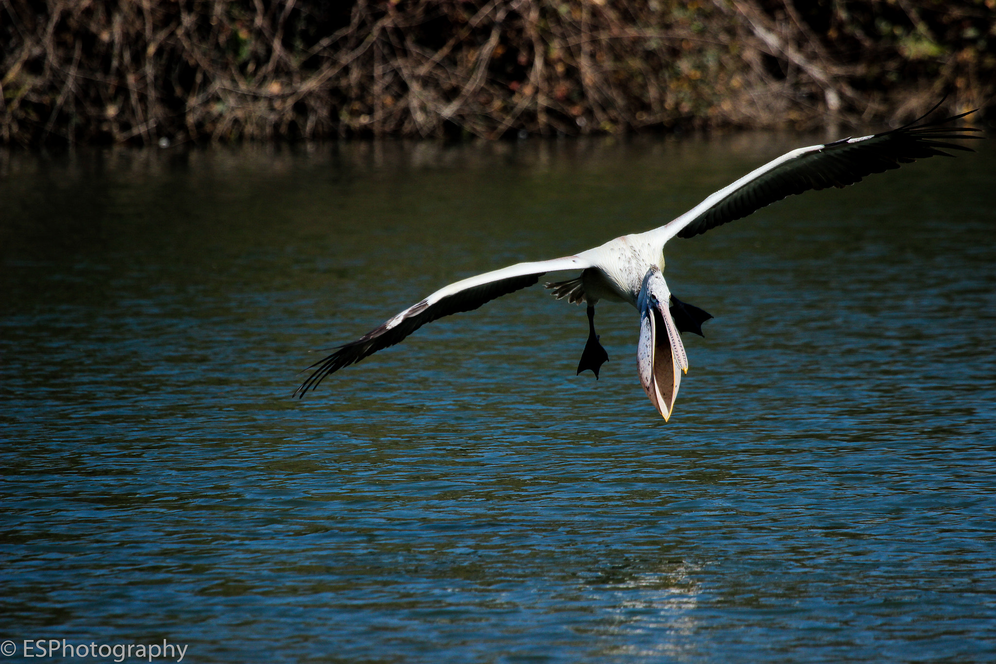 Canon EF 100-400mm F4.5-5.6L IS USM sample photo. Pelican photography