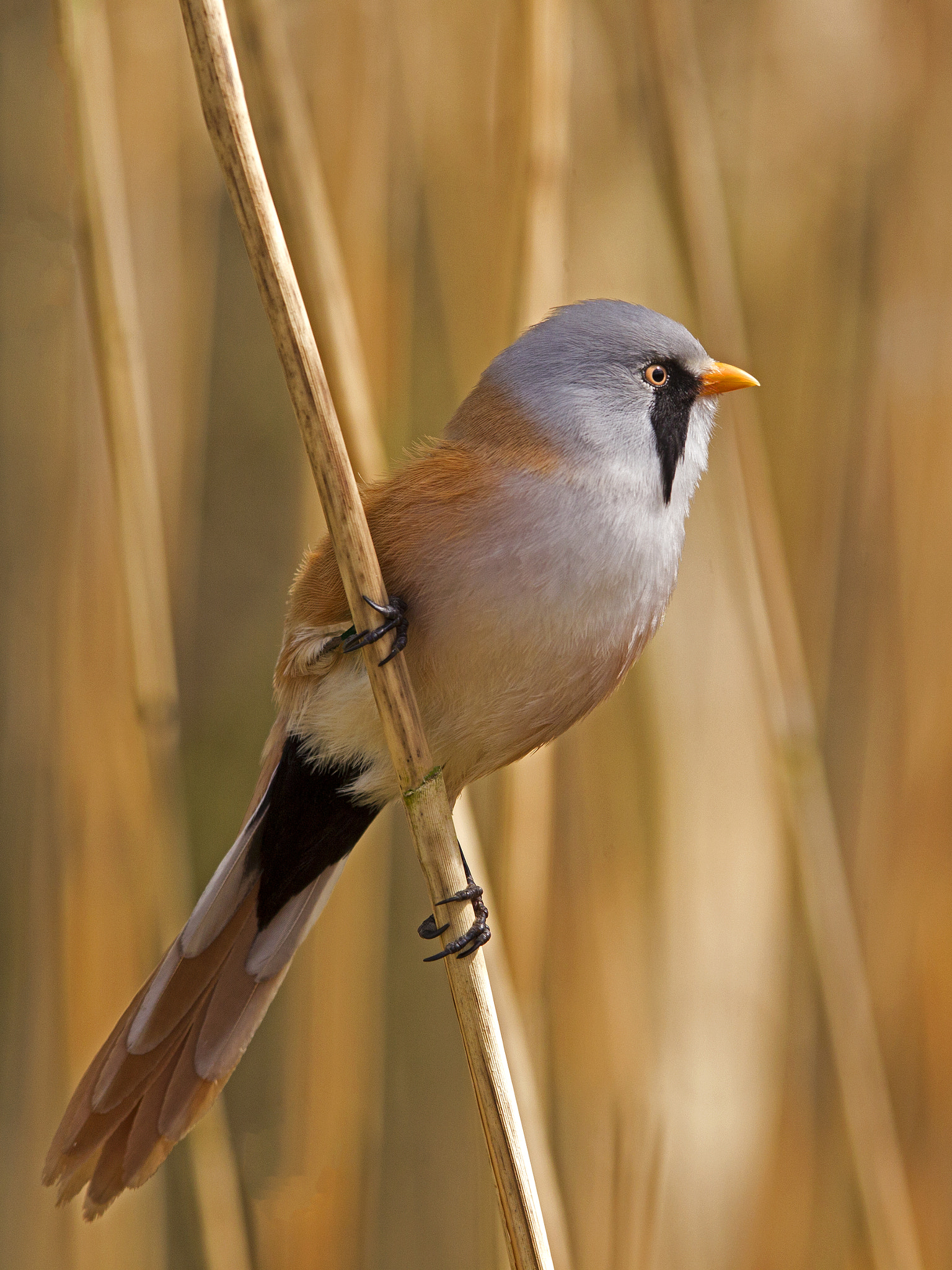 Canon EF 300mm F2.8L IS USM sample photo. Male bearded tit perched on reed photography