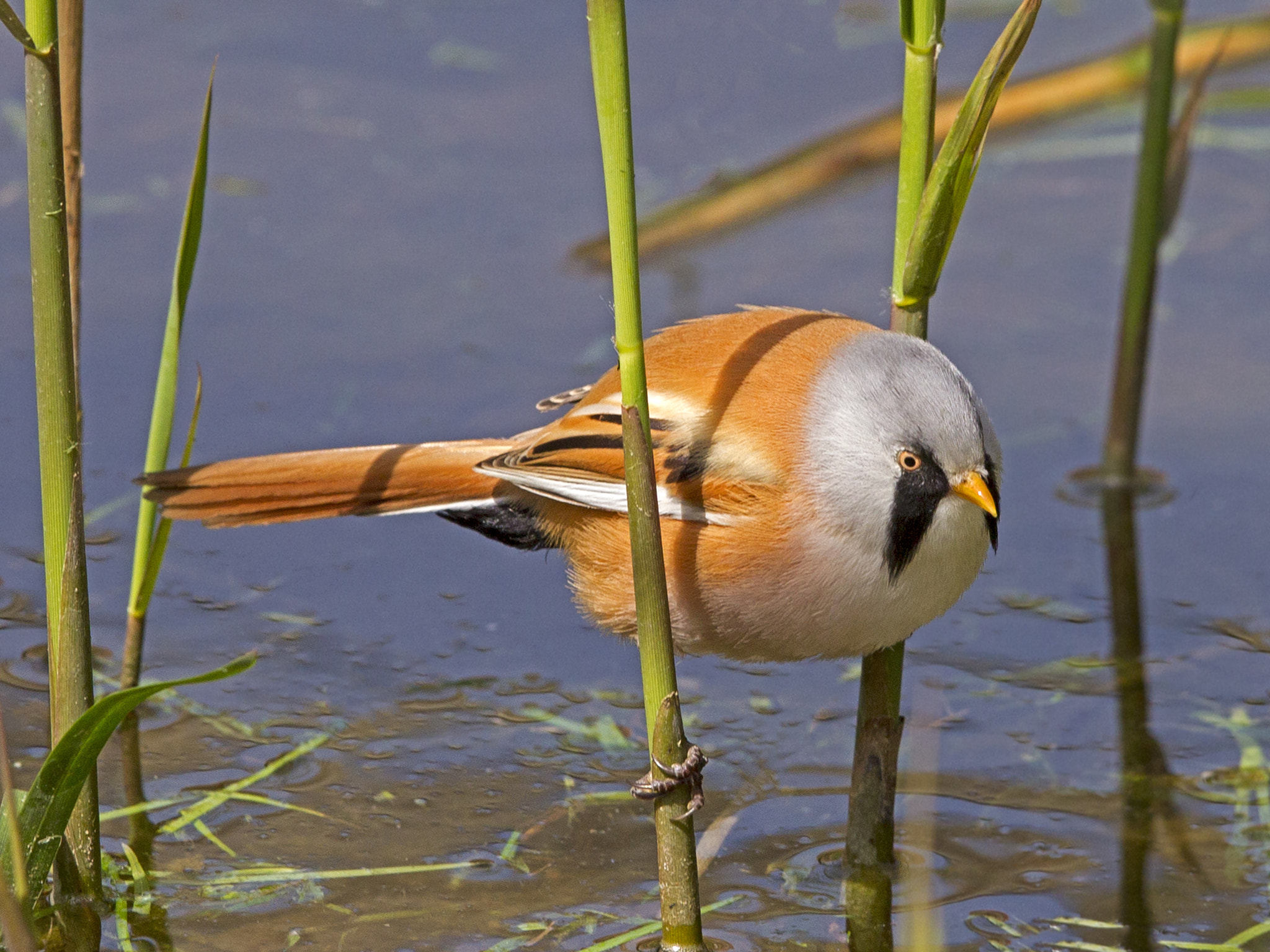 Canon EOS-1D Mark IV + Canon EF 300mm F2.8L IS USM sample photo. Male bearded tit perched on reed photography