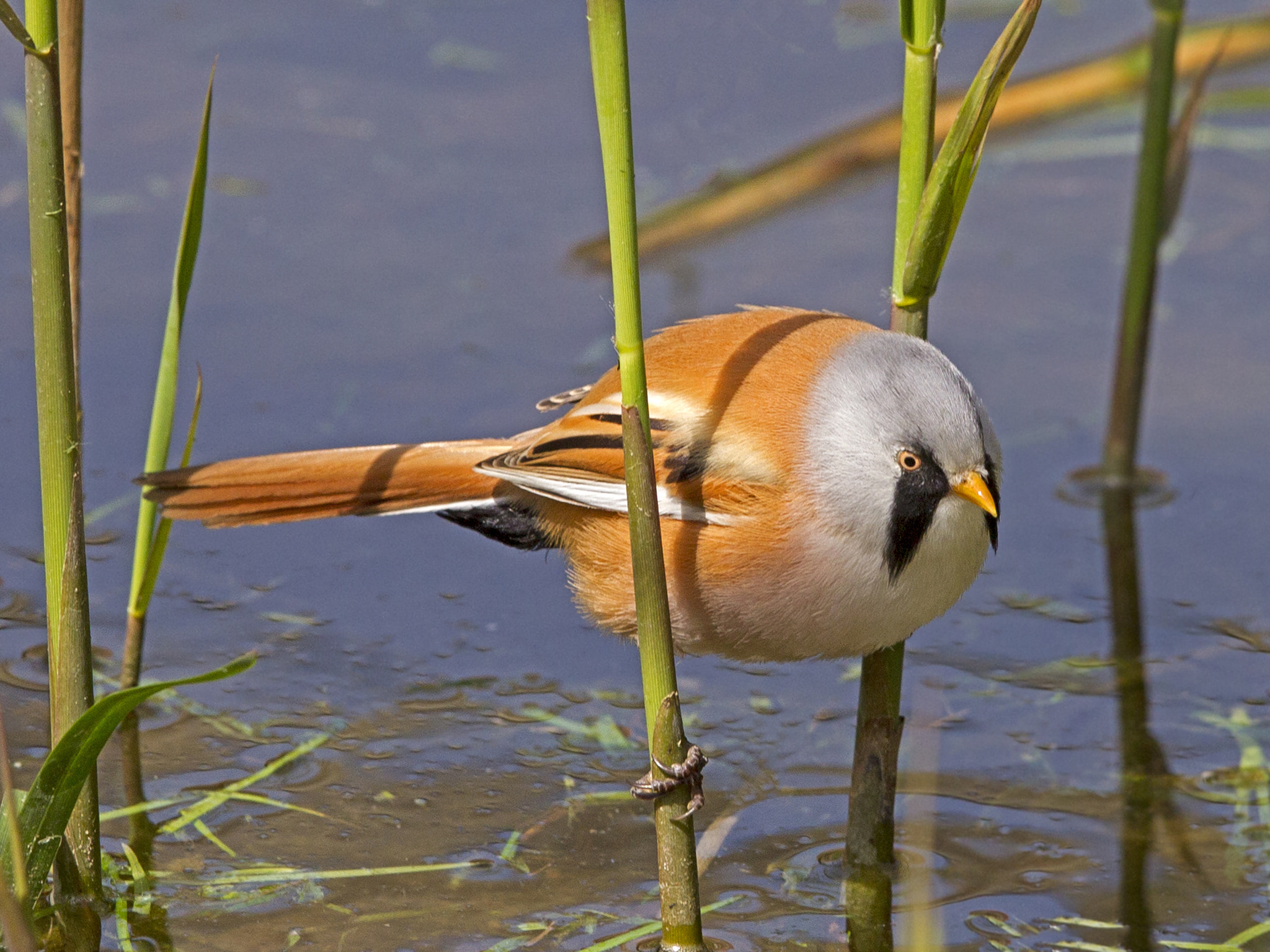 Canon EF 300mm F2.8L IS USM sample photo. Male bearded tit perched on reed photography