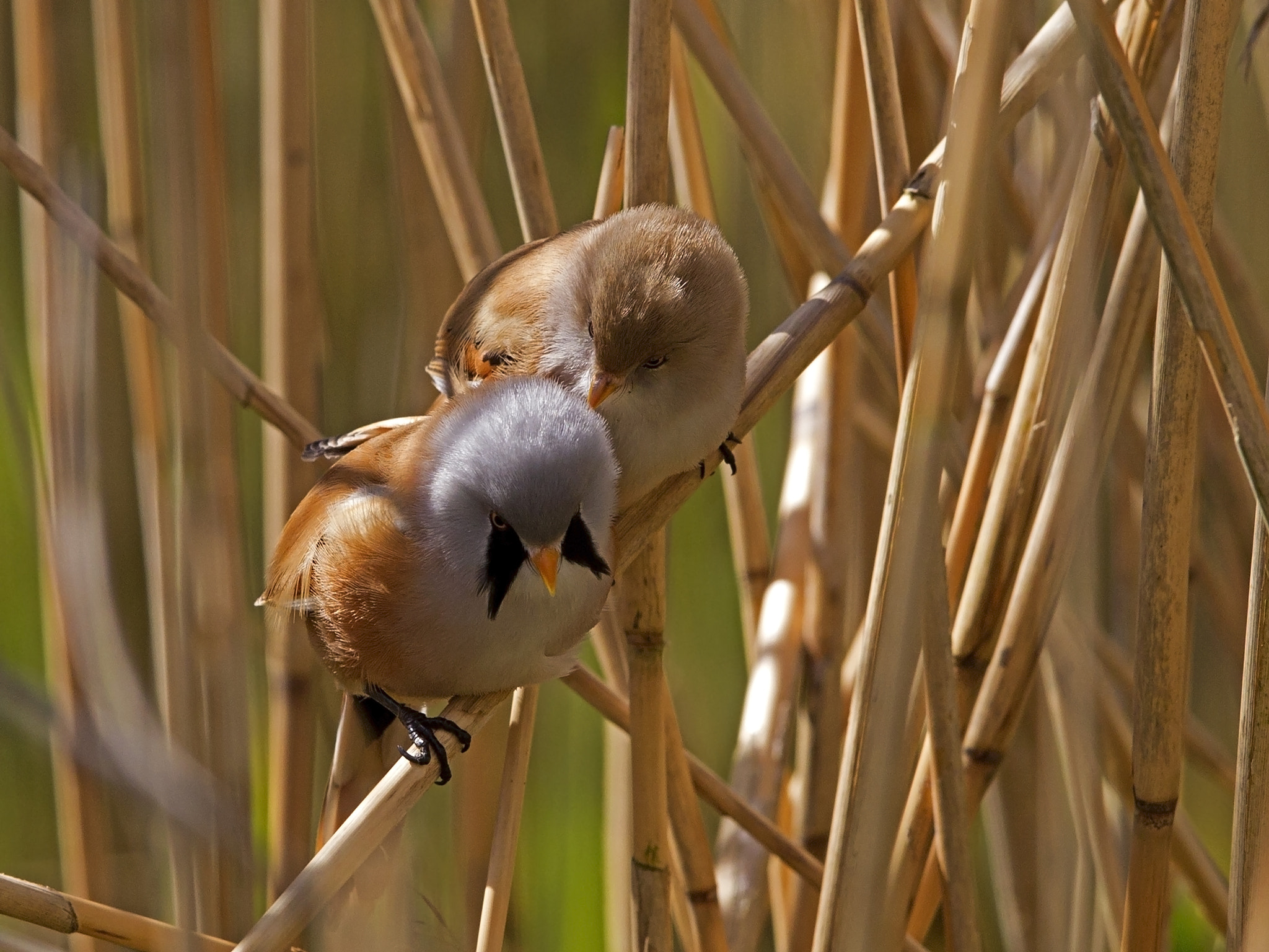 Canon EF 300mm F2.8L IS USM sample photo. Pair of bearded tits perched on reed photography