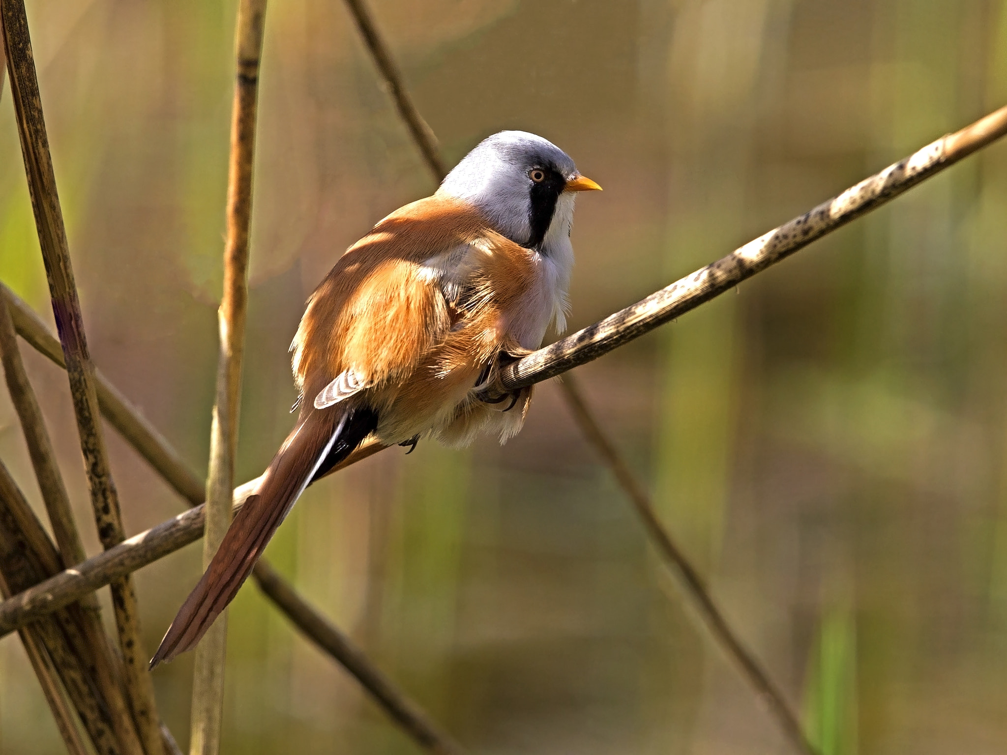 Canon EF 300mm F2.8L IS USM sample photo. Bearded tit perched on reed photography