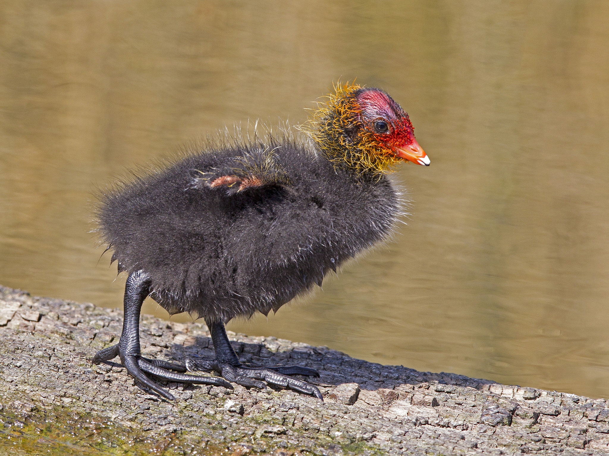 Canon EOS-1D Mark IV + Canon EF 300mm F2.8L IS USM sample photo. Young coot chick standing photography