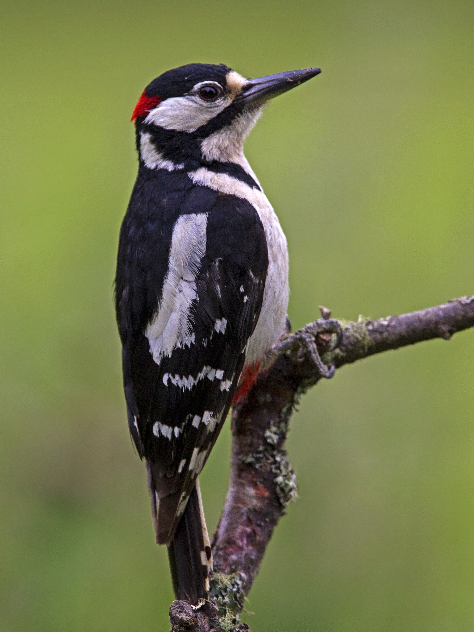 Canon EOS-1D Mark IV + Canon EF 300mm F2.8L IS USM sample photo. Great spotted woodpecker perched photography