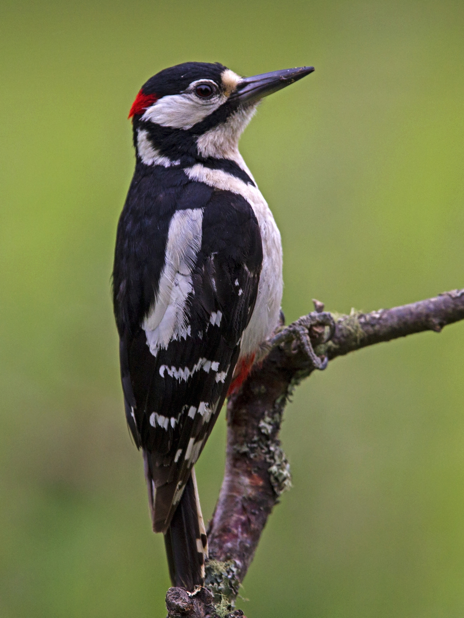 Canon EF 300mm F2.8L IS USM sample photo. Great spotted woodpecker perched photography