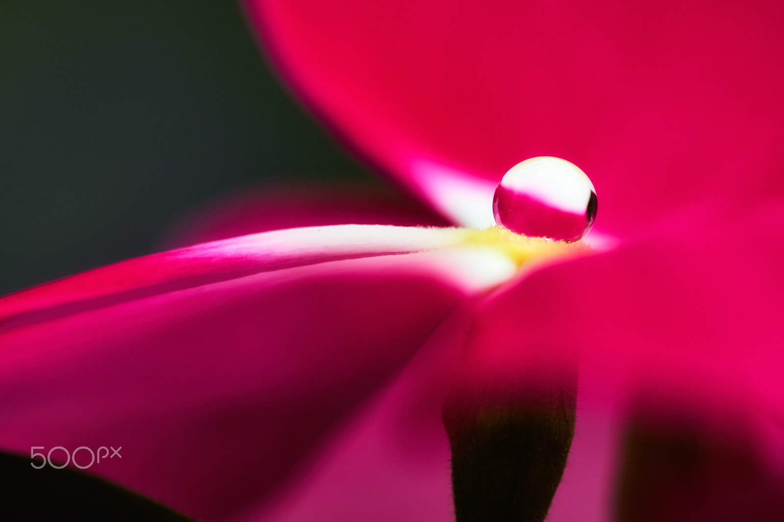 Sony FE 90mm F2.8 Macro G OSS sample photo. Drop of water photography