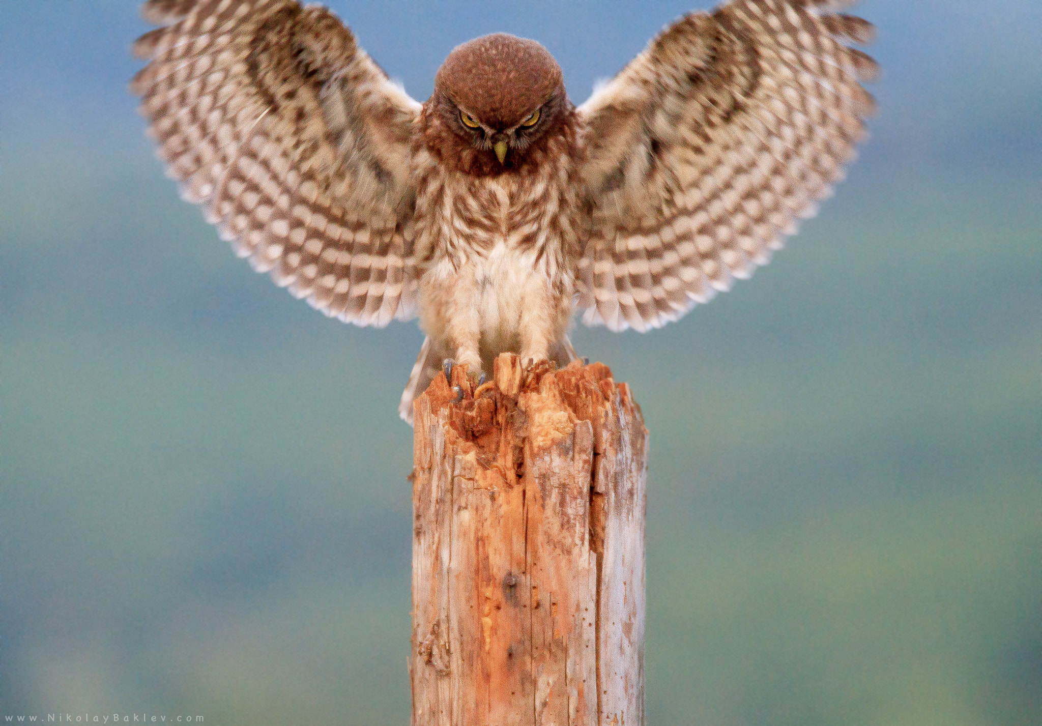 Canon EF 100-400mm F4.5-5.6L IS USM sample photo. Little owl photography