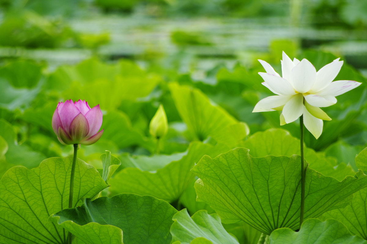smc PENTAX-DA L 55-300mm F4-5.8 ED sample photo. Lotus photography