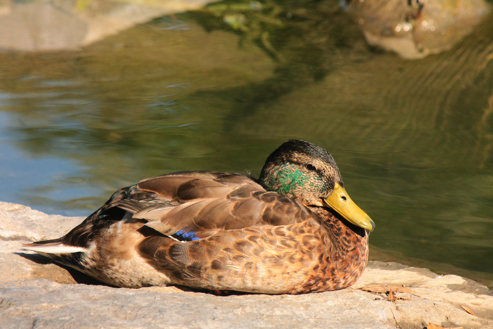 Canon EF-S 55-250mm F4-5.6 IS II sample photo. Showing your colours photography