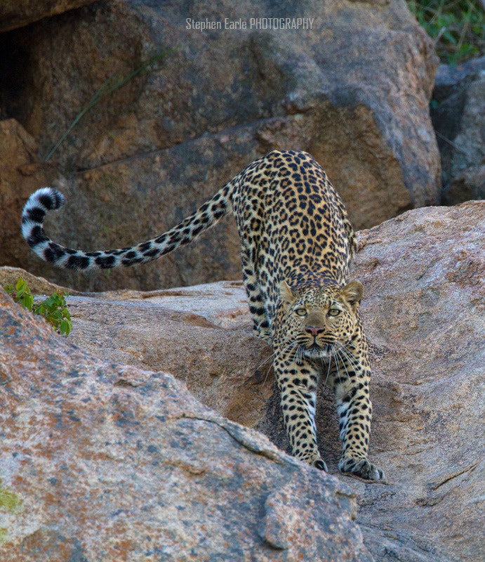 Canon EOS 7D + Canon EF 500mm F4L IS USM sample photo. Stretchy leopard photography