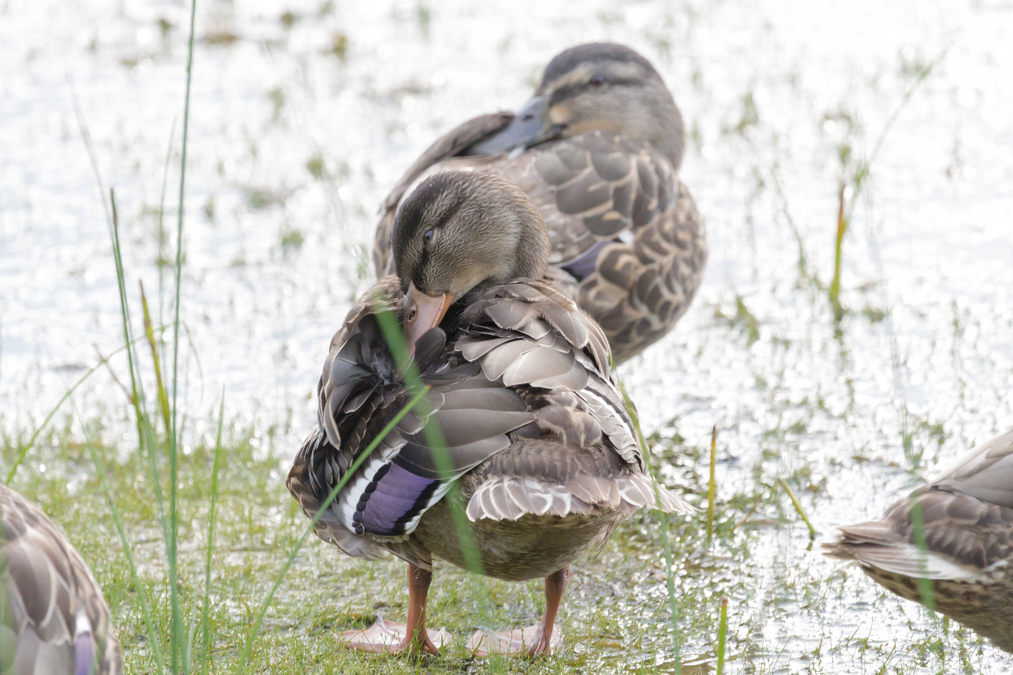 Canon EOS 1100D (EOS Rebel T3 / EOS Kiss X50) + Canon EF 100-400mm F4.5-5.6L IS USM sample photo. Ducks photography