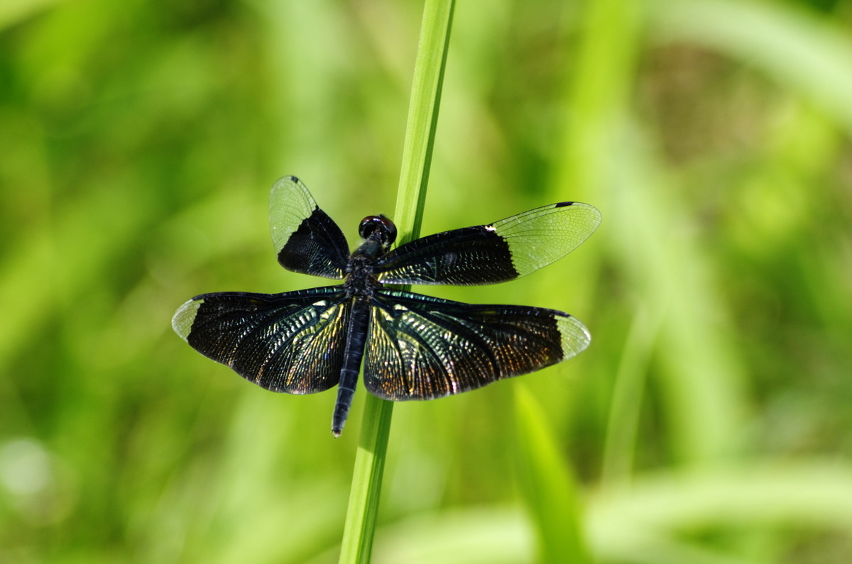 smc PENTAX-DA L 55-300mm F4-5.8 ED sample photo. Rhyothemis fuliginosa photography