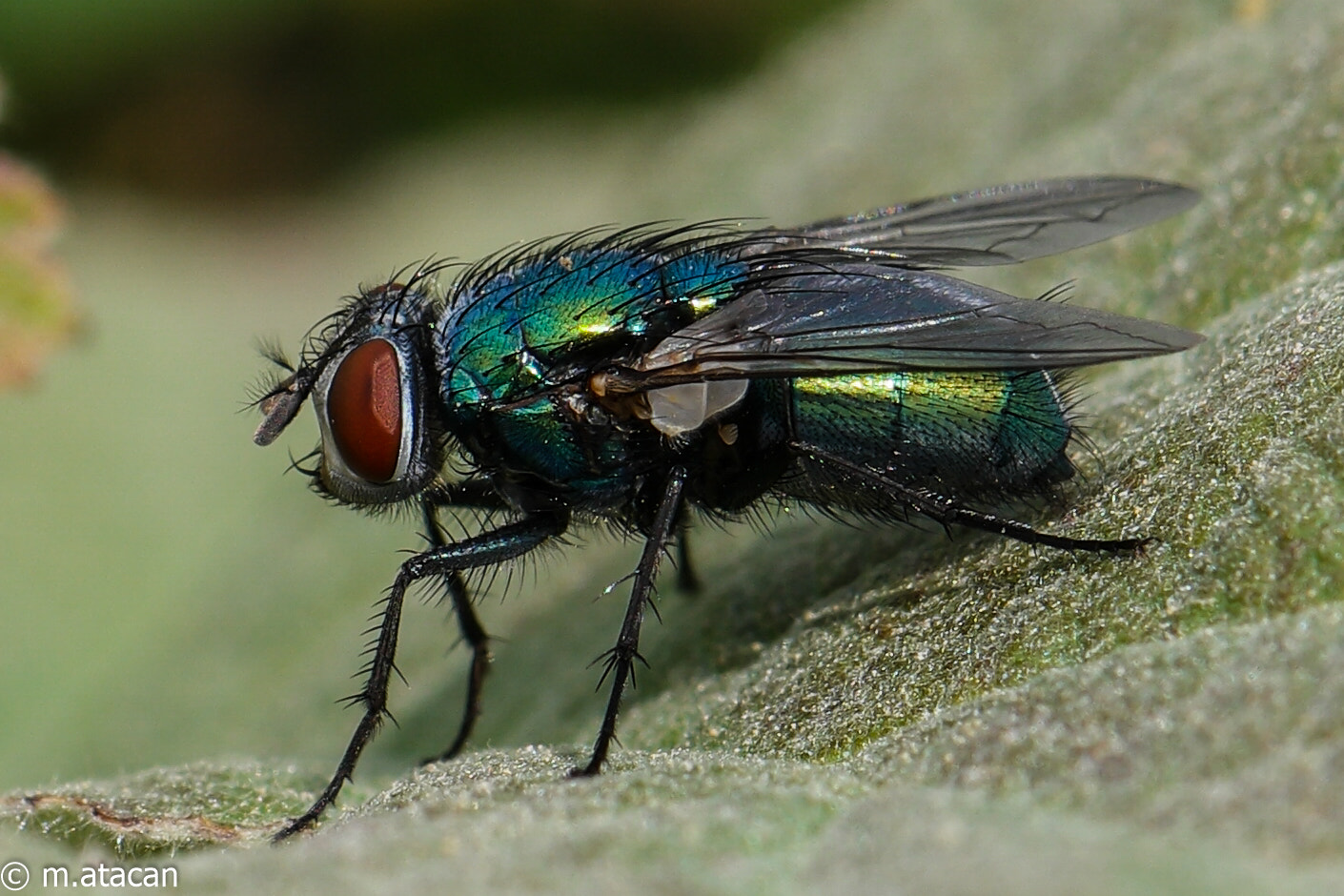 NX 60mm F2.8 Macro sample photo. Fly photography