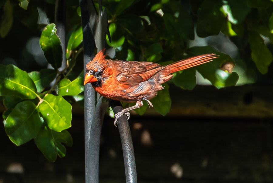 Canon EF 70-300mm F4-5.6L IS USM sample photo. Life in my backyard photography