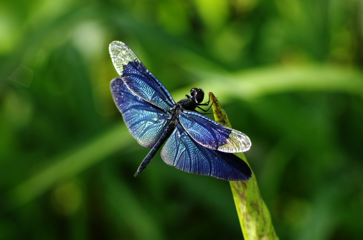 smc PENTAX-DA L 55-300mm F4-5.8 ED sample photo. Rhyothemis fuliginosa 2 photography