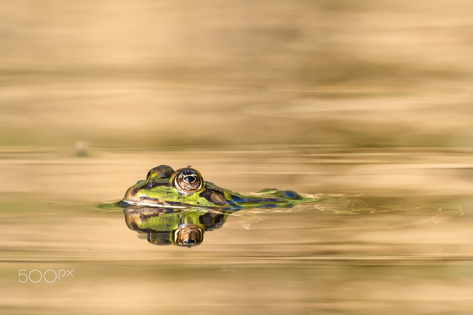 Sony a7R II + Canon EF 100-400mm F4.5-5.6L IS II USM sample photo. Water frog photography