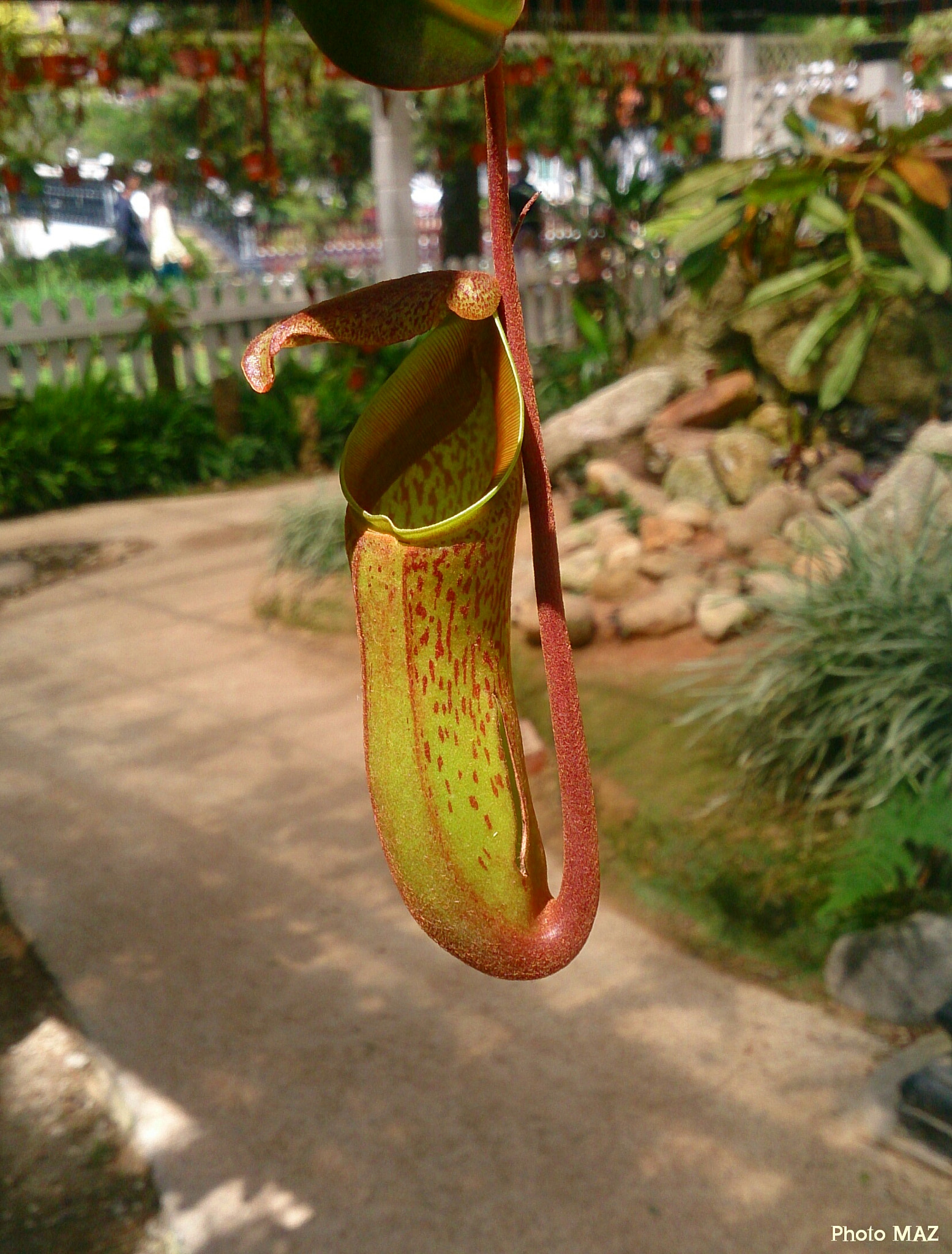 Sony Xperia ZR sample photo. Pitcher plant photography