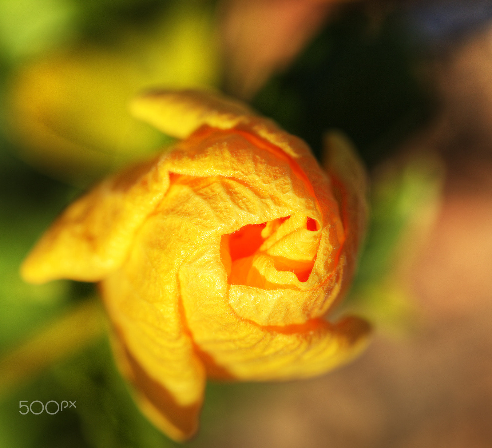 Canon EOS 5DS + Canon EF 100mm F2.8L Macro IS USM sample photo. Half blomming flower photography