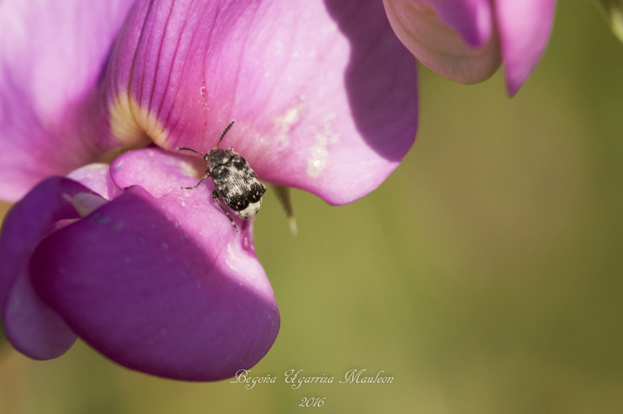 Sigma 105mm F2.8 EX DG OS HSM sample photo. Buscando alimento photography