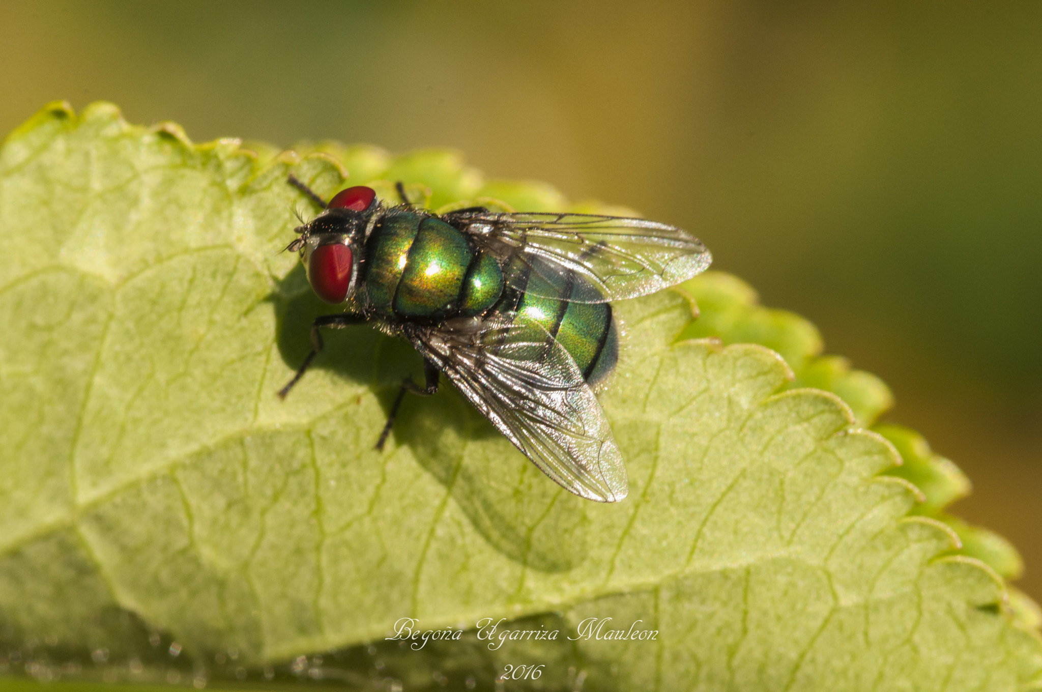 Sigma 105mm F2.8 EX DG OS HSM sample photo. Mosca photography