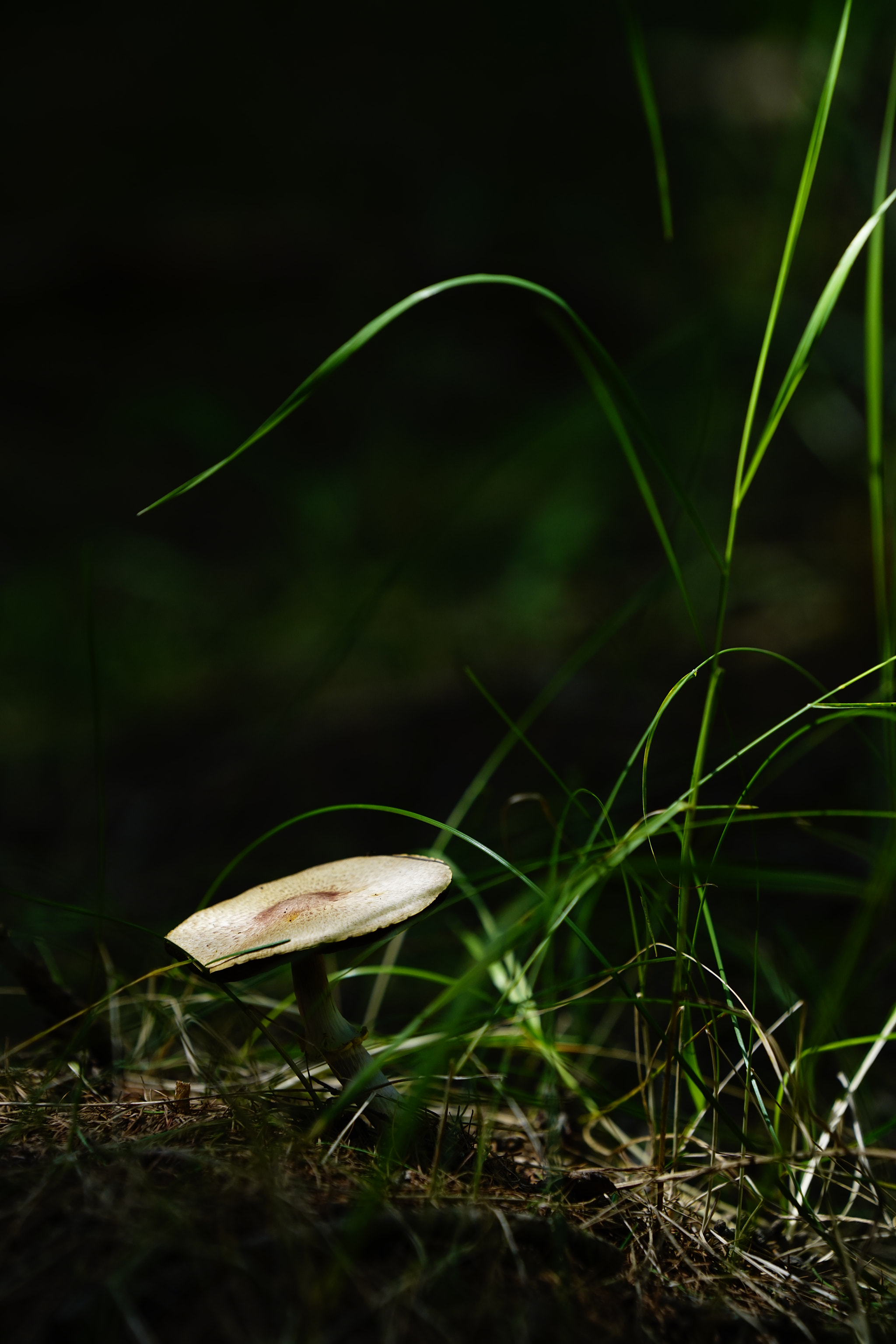 Sony FE 70-200mm F4 G OSS sample photo