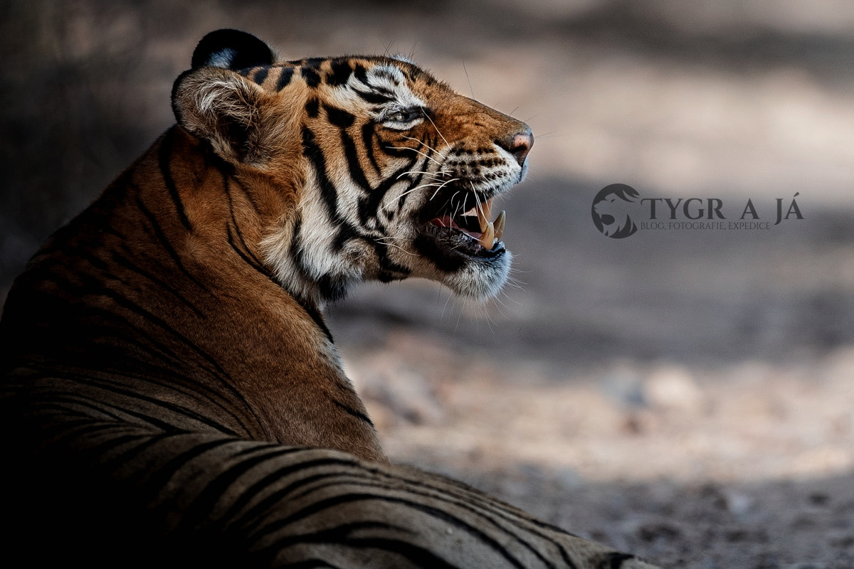 Canon EF 300mm F2.8L IS II USM sample photo. Let´s put a smile on that face! photography