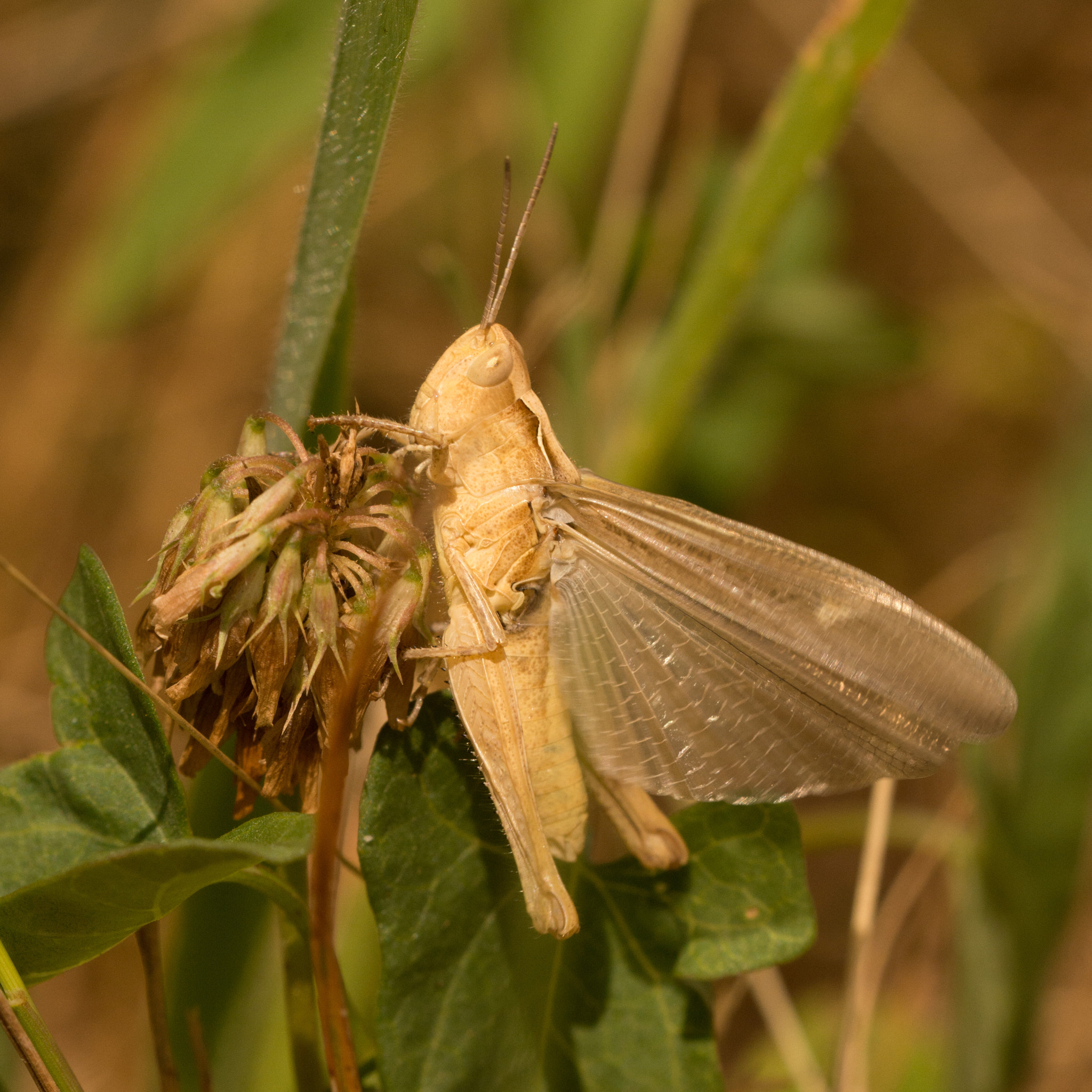 Sigma 150mm F2.8 EX DG OS Macro HSM sample photo. Grasshopper photography
