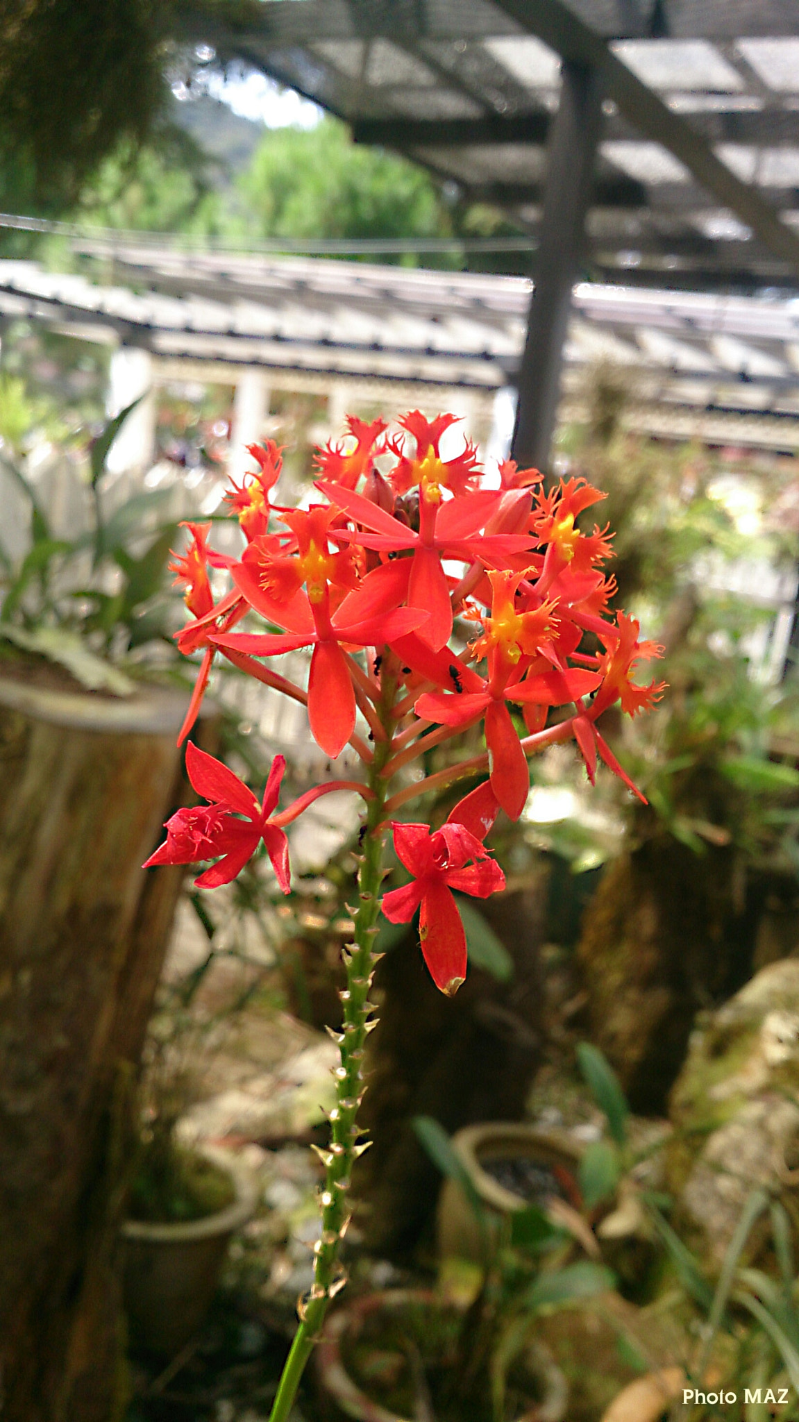Sony Xperia ZR sample photo. Gloomy flower?? photography