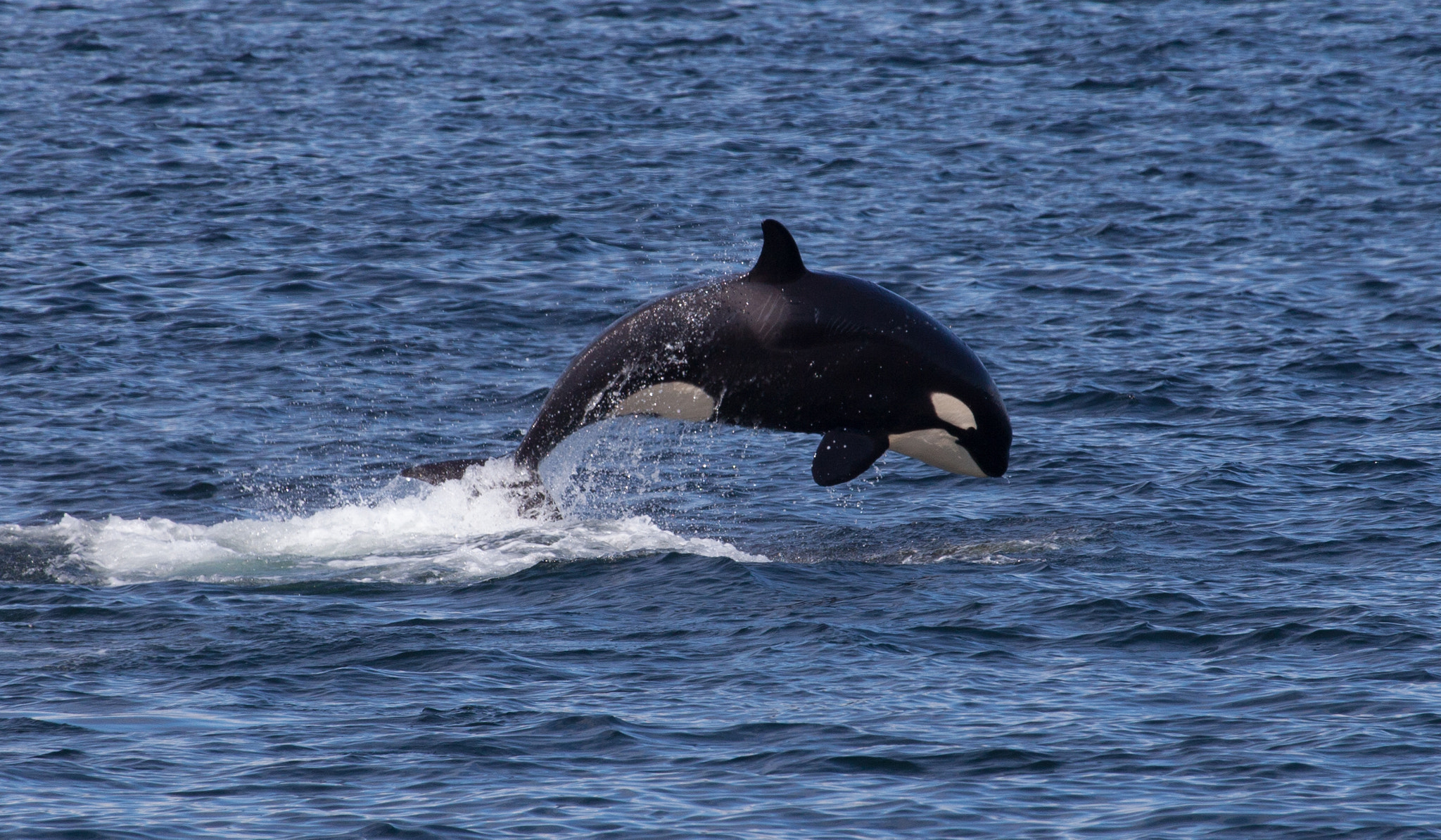 Canon EF 100-400mm F4.5-5.6L IS USM sample photo. Pinnacle of an orca breach photography